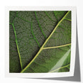 Extra large glossy photo print of close-up green leaves, suitable as art wall dining room or classy bathroom wall art.