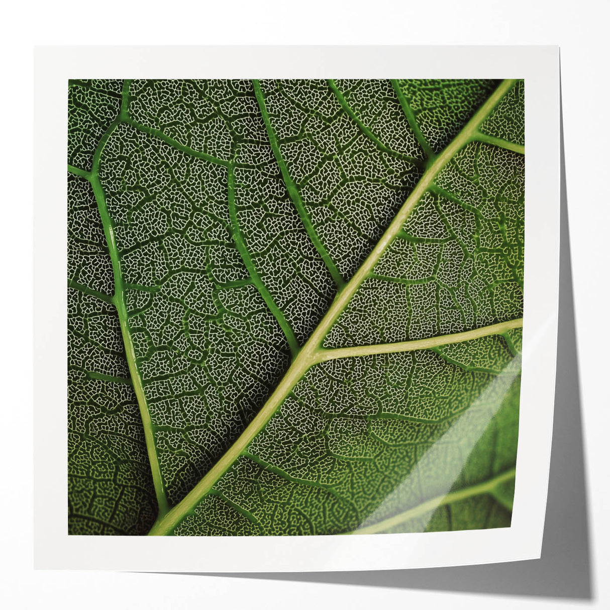 Extra large glossy photo print of close-up green leaves, suitable as art wall dining room or classy bathroom wall art.
