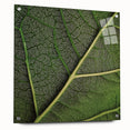 Close-up of green leaves on acrylic glass, ideal for bedroom or dining room decor.