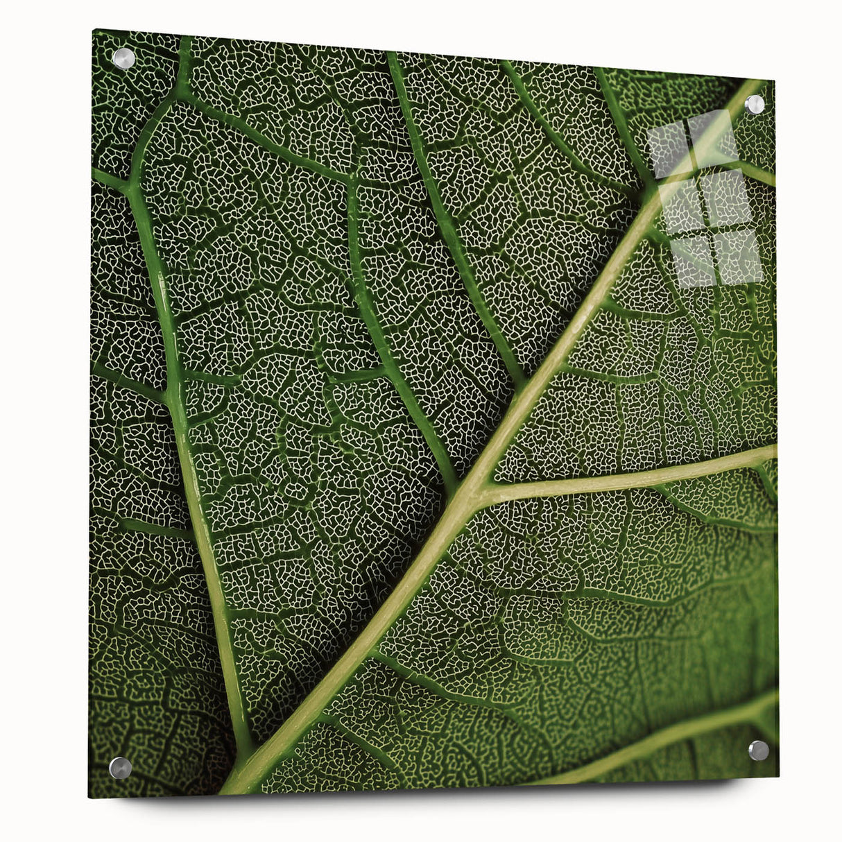 Close-up of green leaves on acrylic glass, ideal for bedroom or dining room decor.