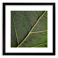 Extra large abstract art print of colorful, textured leaves, framed in black, suitable for living room decor.