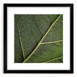 Extra large abstract art print of colorful, textured leaves, framed in black, suitable for living room decor.