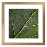 Extra large framed abstract art print featuring close-up textured leaves in green and gold tones.