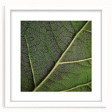 Abstract art print of close-up leaves in muted green tones, framed in white, suitable for dining room or bedroom decor.