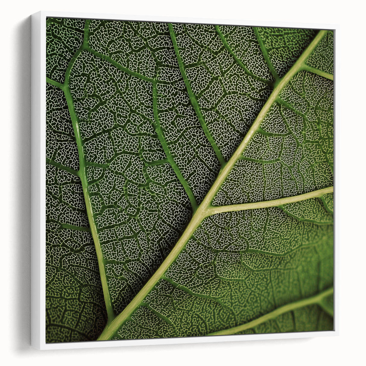 Vintage poster art of close-up leaves in vibrant green on a white framed canvas, ideal for living room decor.