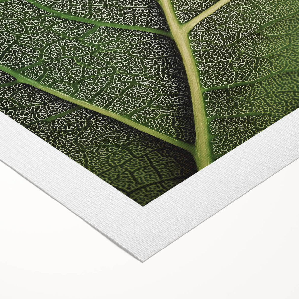 Art deco poster featuring close-up of green leaves on a rolled canvas, suitable for dining room or bathroom wall art.