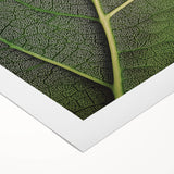 Art deco poster featuring close-up of green leaves on a rolled canvas, suitable for dining room or bathroom wall art.