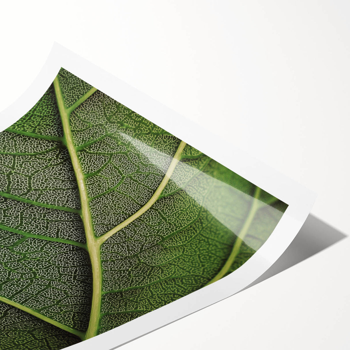 Extra large wall art featuring close-up line art of leaves in monochrome, printed on rolled canvas.
