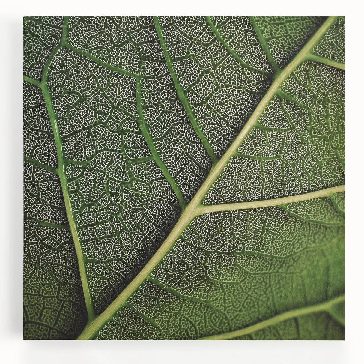 Black and white close-up of leaves on a large stretched canvas, suitable for kitchen wall art.