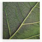 Black and white close-up of leaves on a large stretched canvas, suitable for kitchen wall art.