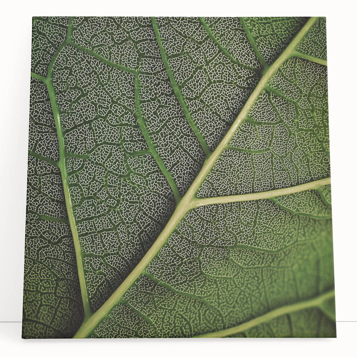 Close-up image of leaves in black and white on a large stretched canvas, ideal for kitchen wall art or bedroom decor.