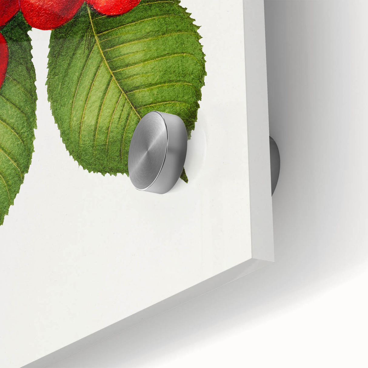 Realistic Cherry Illustration Art Print | Classic Botanical Wall Decor