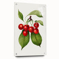 Realistic Cherry Illustration Art Print | Classic Botanical Wall Decor