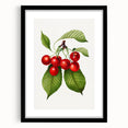 Realistic Cherry Illustration Art Print | Classic Botanical Wall Decor