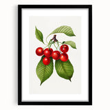 Realistic Cherry Illustration Art Print | Classic Botanical Wall Decor