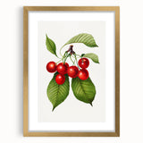 Realistic Cherry Illustration Art Print | Classic Botanical Wall Decor