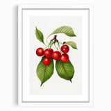 Realistic Cherry Illustration Art Print | Classic Botanical Wall Decor