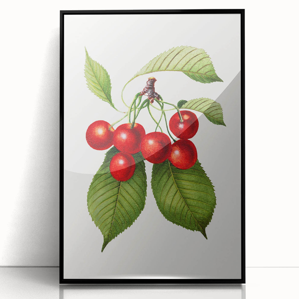 Realistic Cherry Illustration Art Print | Classic Botanical Wall Decor