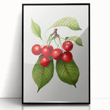 Realistic Cherry Illustration Art Print | Classic Botanical Wall Decor