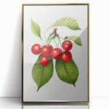 Realistic Cherry Illustration Art Print | Classic Botanical Wall Decor
