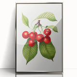 Realistic Cherry Illustration Art Print | Classic Botanical Wall Decor