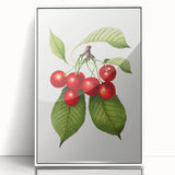 Realistic Cherry Illustration Art Print | Classic Botanical Wall Decor