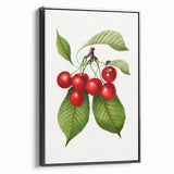 Realistic Cherry Illustration Art Print | Classic Botanical Wall Decor