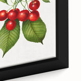 Realistic Cherry Illustration Art Print | Classic Botanical Wall Decor
