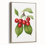 Realistic Cherry Illustration Art Print | Classic Botanical Wall Decor