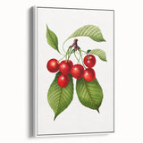 Realistic Cherry Illustration Art Print | Classic Botanical Wall Decor