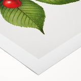 Realistic Cherry Illustration Art Print | Classic Botanical Wall Decor