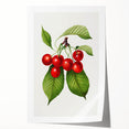 Realistic Cherry Illustration Art Print | Classic Botanical Wall Decor