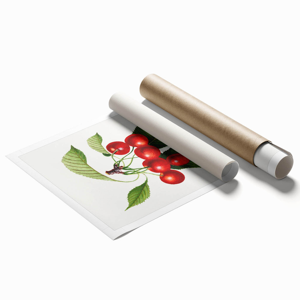 Realistic Cherry Illustration Art Print | Classic Botanical Wall Decor