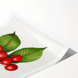 Realistic Cherry Illustration Art Print | Classic Botanical Wall Decor