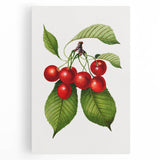 Realistic Cherry Illustration Art Print | Classic Botanical Wall Decor