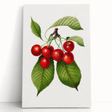 Realistic Cherry Illustration Art Print | Classic Botanical Wall Decor
