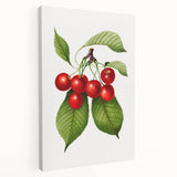 Realistic Cherry Illustration Art Print | Classic Botanical Wall Decor