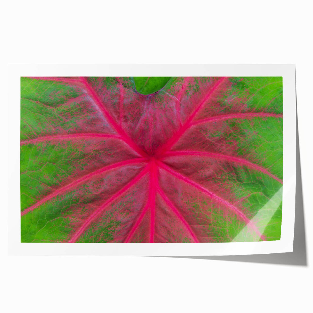 Extra large rolled print of Yucatan scenery with vibrant floral elements on a muted background.