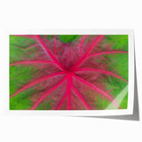 Extra large rolled print of Yucatan scenery with vibrant floral elements on a muted background.