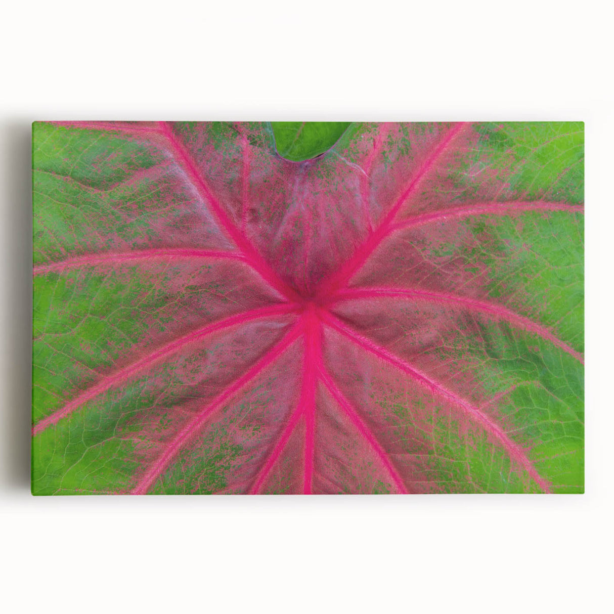Black and white stretched canvas of Yucatan scenery, ideal for kitchen wall art.