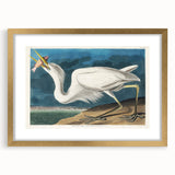Great White Heron - Romantic Wildlife Art Canvas by Audubon