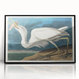 Great White Heron - Romantic Wildlife Art Canvas by Audubon