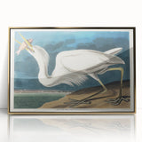 Great White Heron - Romantic Wildlife Art Canvas by Audubon