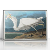Great White Heron - Romantic Wildlife Art Canvas by Audubon