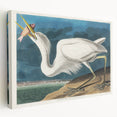 Great White Heron - Romantic Wildlife Art Canvas by Audubon