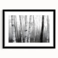 Birch Forest Blur – Dynamic Black and White Abstract Motion Wall Art