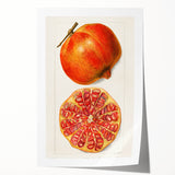 Rolled print of vibrant fruits and floral design on a white background, ideal for art wall dining room.