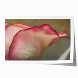 Close-up floral art on rolled print featuring detailed blossoms in soft pink and white tones.