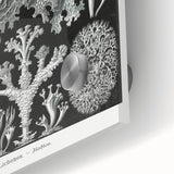 Modern Wall Art - Intricate Black-and-White Botanical Lichen Design