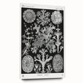Modern Wall Art - Intricate Black-and-White Botanical Lichen Design